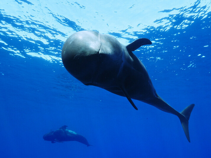 Close-up of a pilot whale underwater, accompanied by another whale in the deep blue ocean.